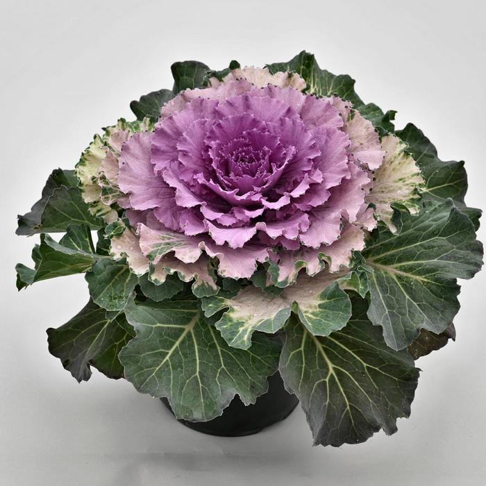 'Osaka Pink' Flowering Cabbage - Brassica oleracea from Milmont Greenhouses