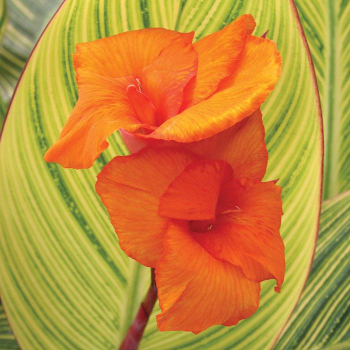 'Pretoria' Canna Lily - Canna x generalis from Milmont Greenhouses 'Pretoria' Canna Lily - Canna x generalis from Milmont Greenhouses
