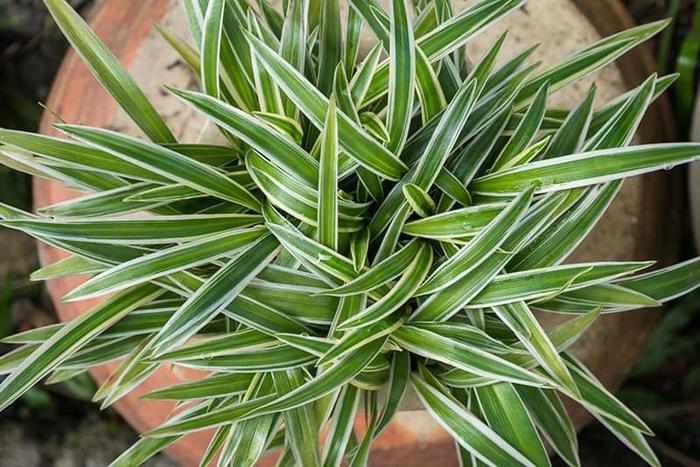 Spider Plant - Chlorophytum comosum (Spider Plant) from Milmont Greenhouses Spider Plant - Chlorophytum comosum (Spider Plant) from Milmont Greenhouses