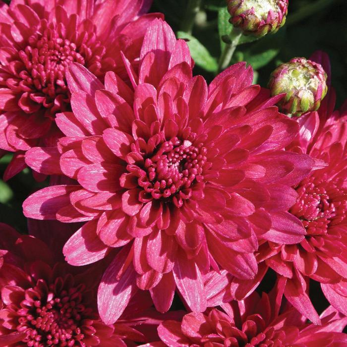 'Wanda™ Purple' Garden Mum - Chrysanthemum x morifolium from Milmont Greenhouses 'Wanda™ Purple' Garden Mum - Chrysanthemum x morifolium from Milmont Greenhouses