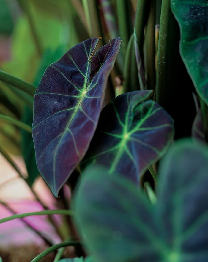 'Illustris' Elephant's Ear - Colocasia esculenta from Milmont Greenhouses 'Illustris' Elephant's Ear - Colocasia esculenta from Milmont Greenhouses