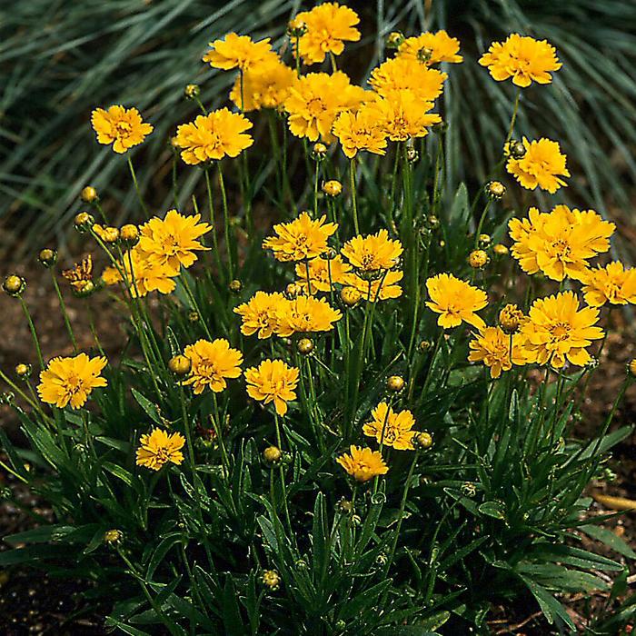 'Early Sunrise' - Coreopsis grandiflora (Tickseed) from Milmont Greenhouses