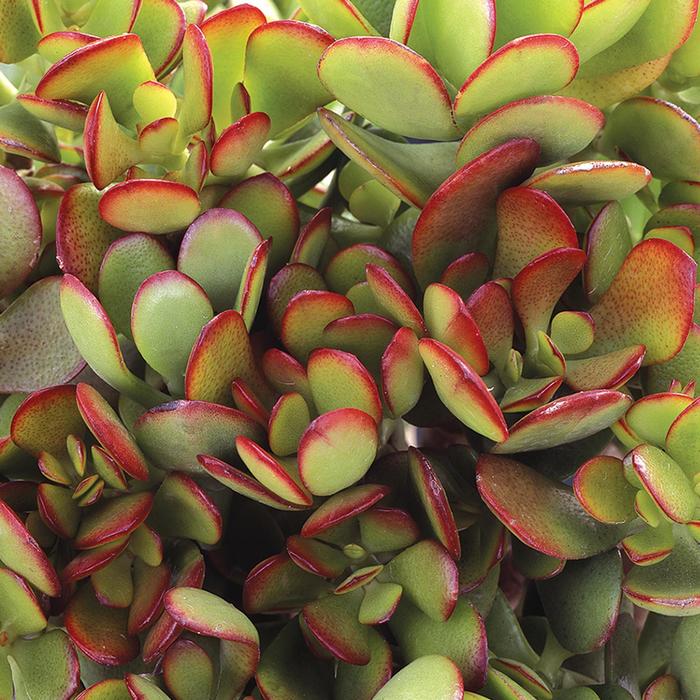 Baby Jade - Crassula ovata arborescens from Milmont Greenhouses Baby Jade - Crassula ovata arborescens from Milmont Greenhouses