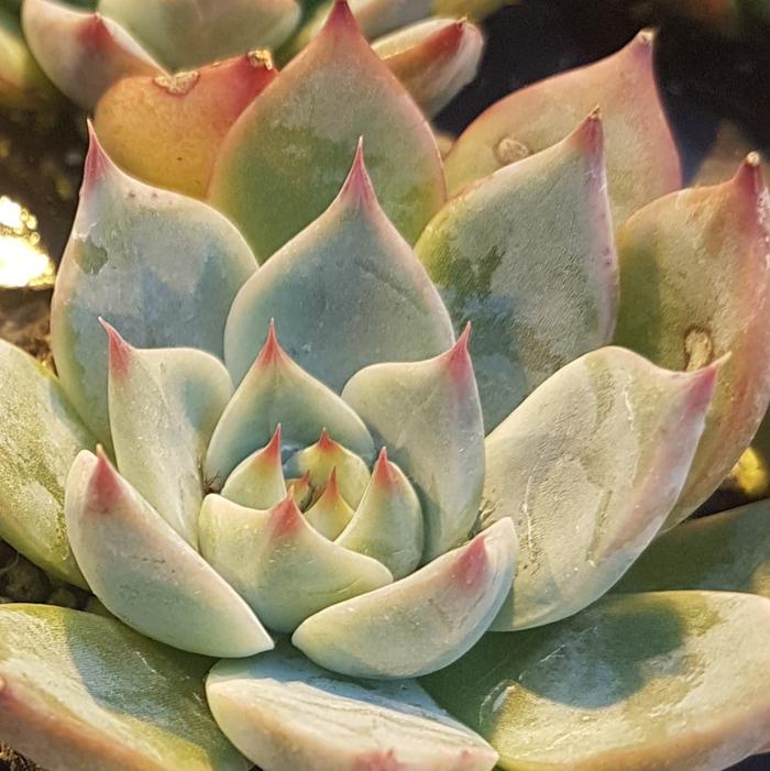 'Red Tip' Echeveria - Echeveria agavoides from Milmont Greenhouses