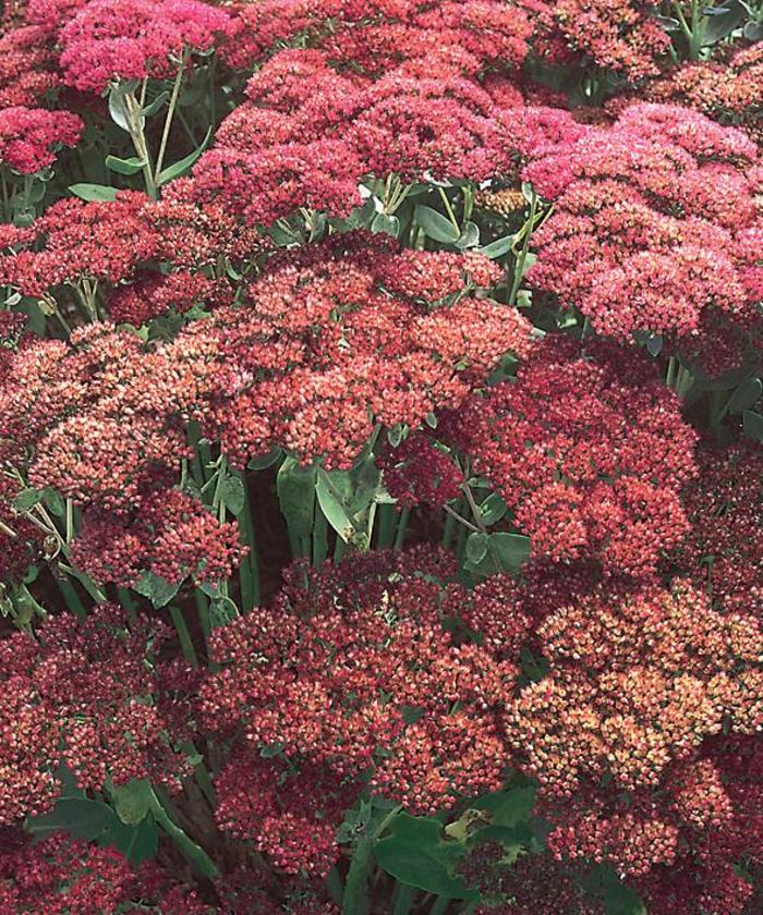 Autumn Joy Stonecrop - Sedum spectabile 'Autumn Joy' (Stonecrop) from Milmont Greenhouses Autumn Joy Stonecrop - Sedum spectabile 'Autumn Joy' (Stonecrop) from Milmont Greenhouses