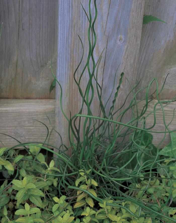 ''Spiralis'' Corkscrew Rush - Juncus effusus from Milmont Greenhouses