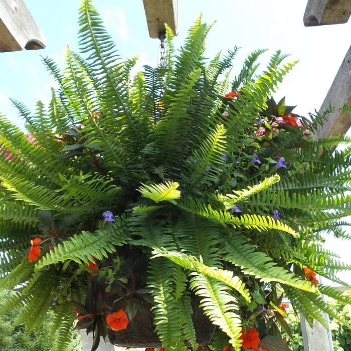 Kimberly Queen Fern - Nephrolepis obliterata 'Kimberly Queen' (Fern) from Milmont Greenhouses