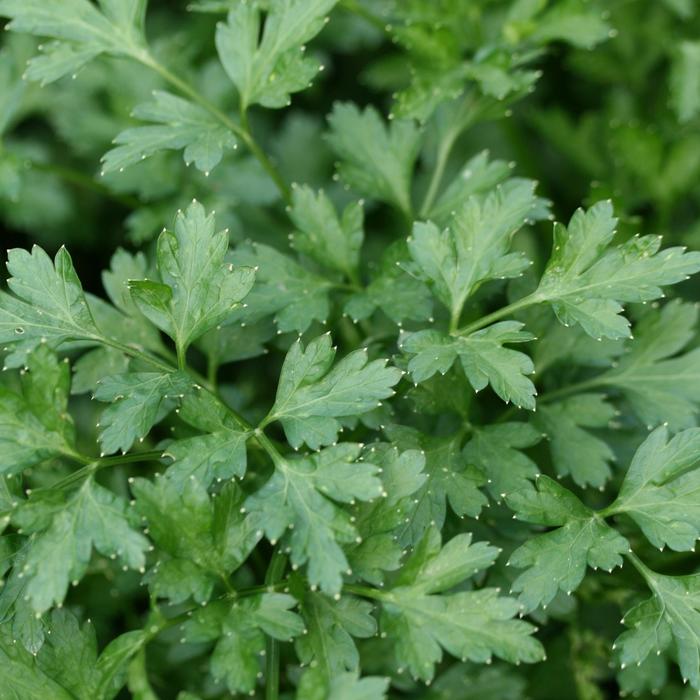 Flat Italian Parsley - Petroselinum neapolitanum 'Flat Italian' (Parsley) from Milmont Greenhouses Flat Italian Parsley - Petroselinum neapolitanum 'Flat Italian' (Parsley) from Milmont Greenhouses