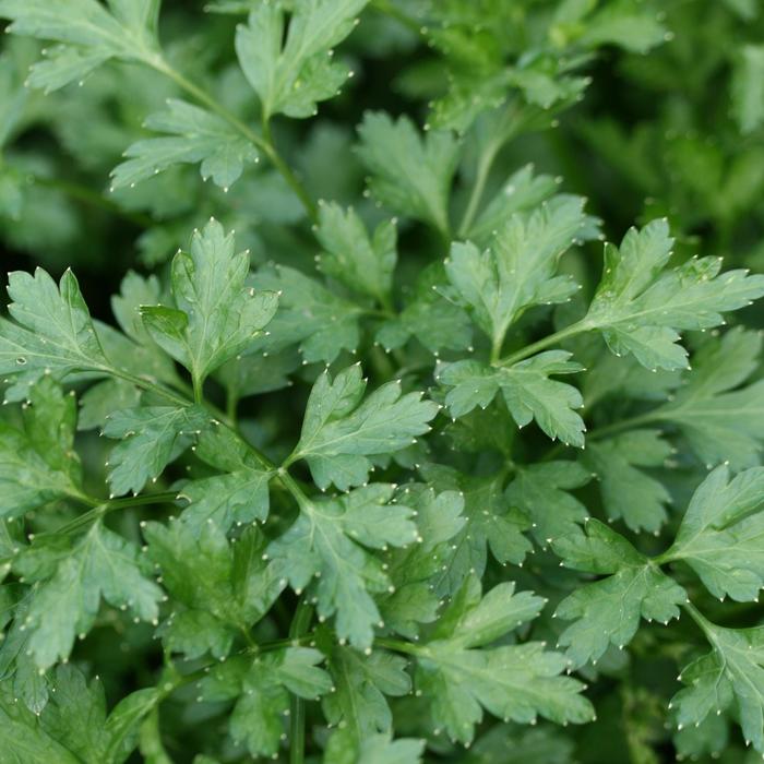 Flat Italian Parsley - Petroselinum neapolitanum 'Flat Italian' (Parsley) from Milmont Greenhouses