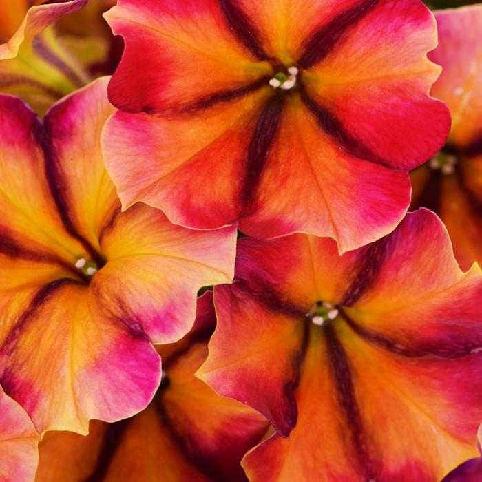 Crazytunia&reg; 'Tiki Torch' - Petunia from Milmont Greenhouses