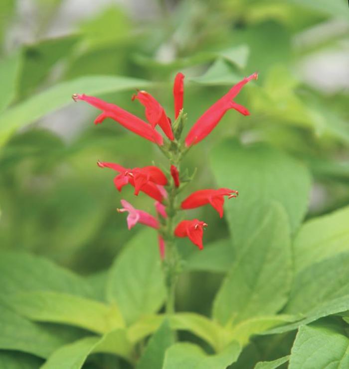 Pineapple Sage - Salvia elegans (Pineapple Sage) from Milmont Greenhouses Pineapple Sage - Salvia elegans (Pineapple Sage) from Milmont Greenhouses