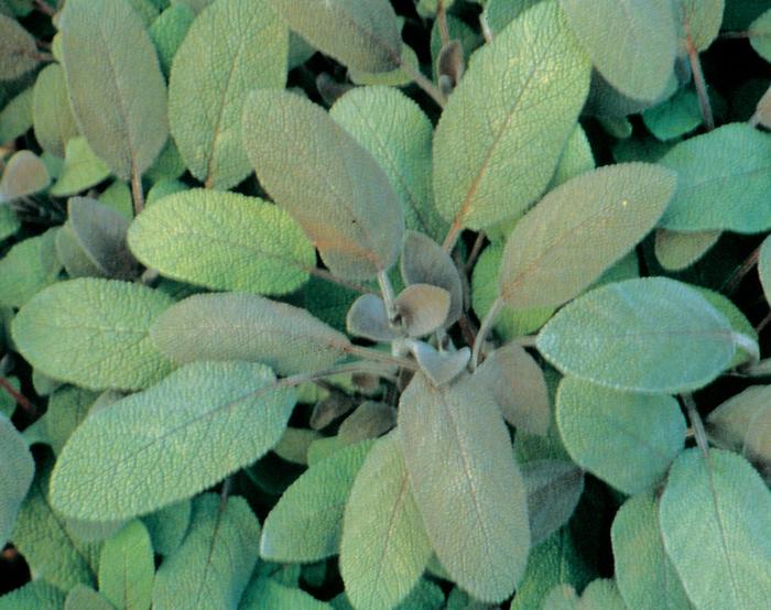 Purpurascens Purple Sage - Salvia officinalis 'Purpurascens' (Purple Sage) from Milmont Greenhouses