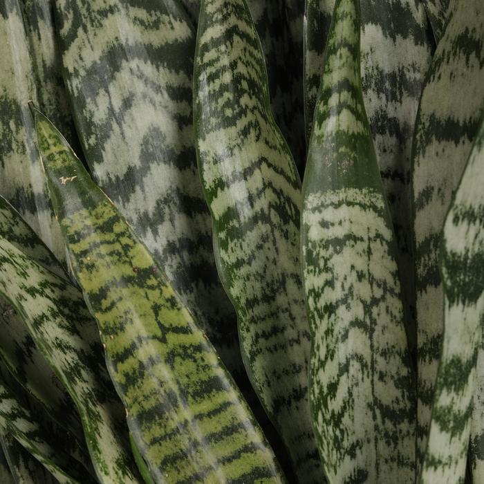 'Zeylanica' Snake Plant - Sansevieria trifasciata from Milmont Greenhouses 'Zeylanica' Snake Plant - Sansevieria trifasciata from Milmont Greenhouses