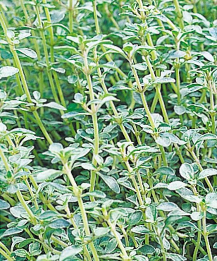 'Argenteus' Silver Edge Thyme - Thymus vulgaris from Milmont Greenhouses 'Argenteus' Silver Edge Thyme - Thymus vulgaris from Milmont Greenhouses