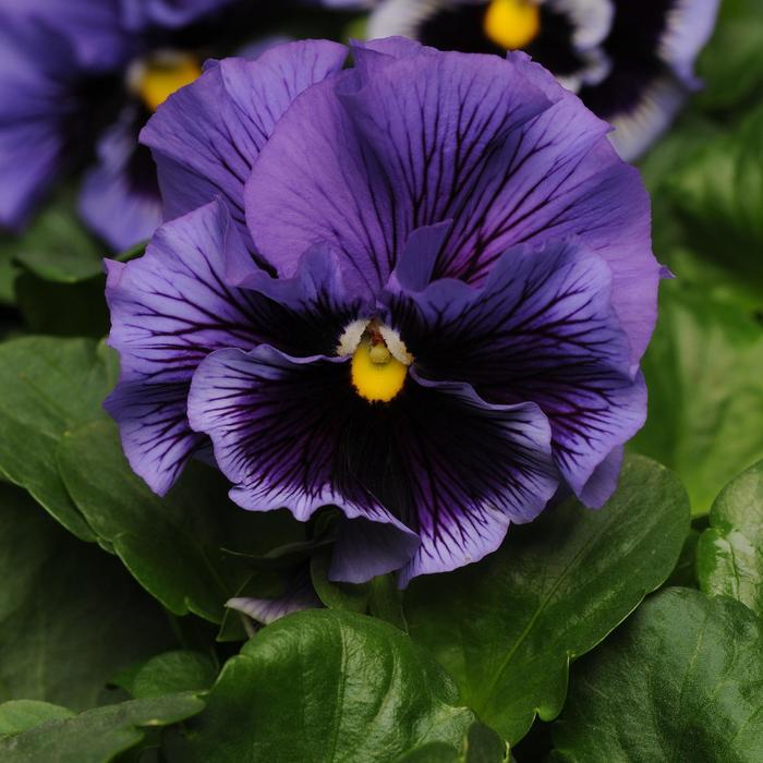 'Frizzle Sizzle Blue' Pansy - Viola x wittrockiana from Milmont Greenhouses 'Frizzle Sizzle Blue' Pansy - Viola x wittrockiana from Milmont Greenhouses