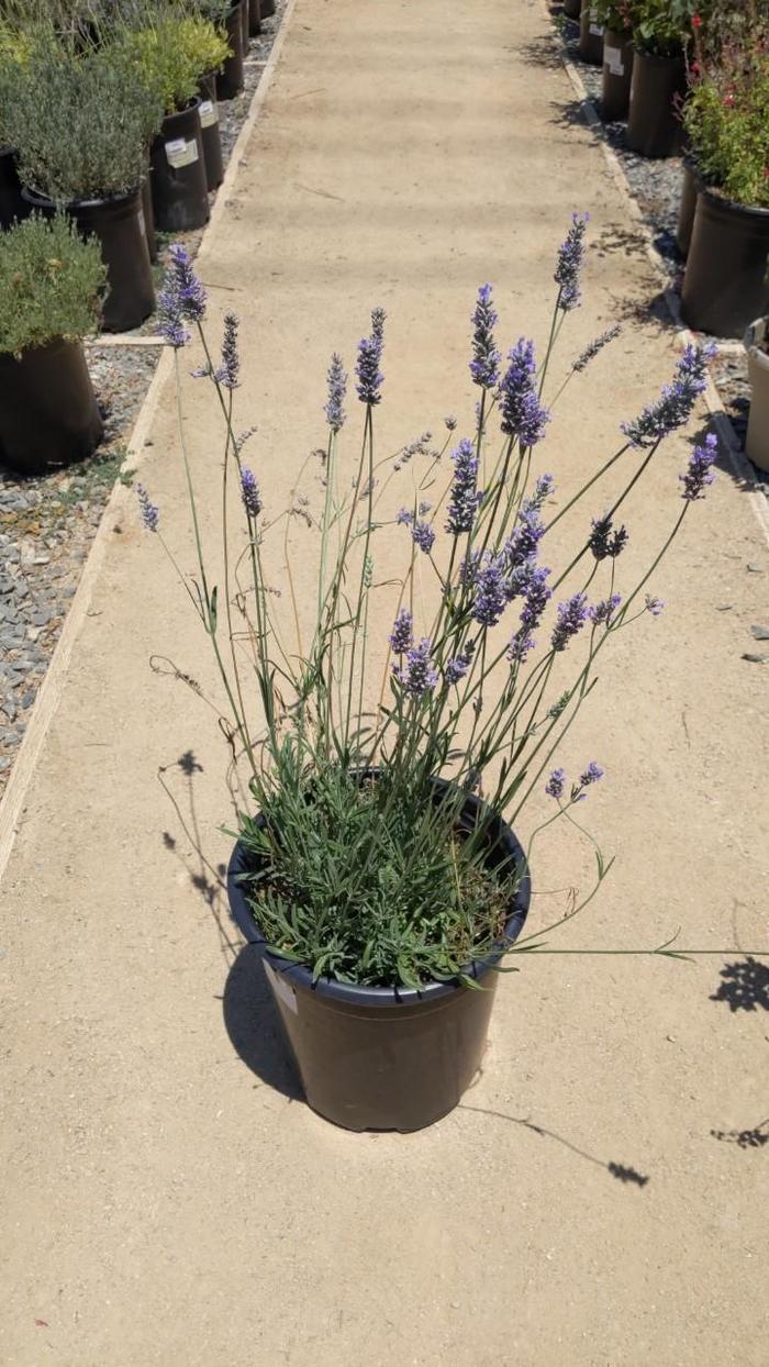 Provence Provence French Lavender - Lavandula x intermedia 'Provence' (Provence French Lavender) from Milmont Greenhouses