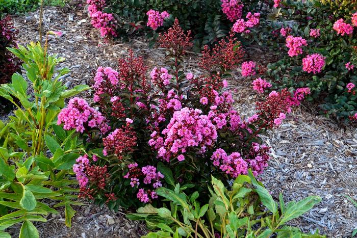 Barista&reg; 'Dark Roast' - Lagerstroemia indica (Crapemyrtle) from Milmont Greenhouses