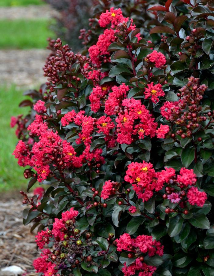 Barista&reg; 'Cherry Mocha' - Lagerstroemia indica (Crapemyrtle) from Milmont Greenhouses