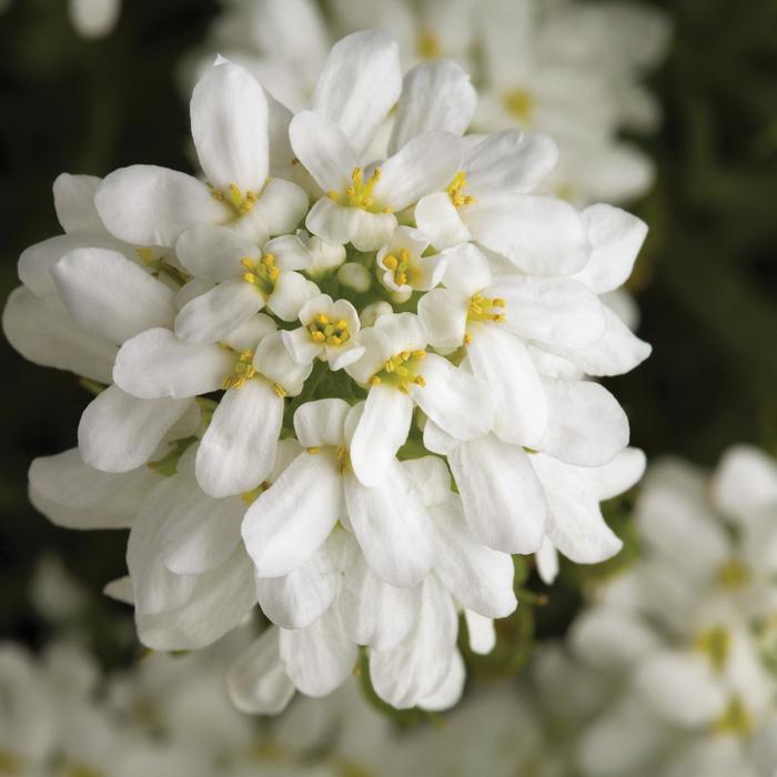 Tahoe Candytuft - Iberis sempervirens 'Tahoe' (Candytuft) from Milmont Greenhouses Tahoe Candytuft - Iberis sempervirens 'Tahoe' (Candytuft) from Milmont Greenhouses