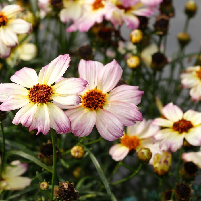 Nova&trade; 'Jewel' - Coreopsis (Tickseed) from Milmont Greenhouses