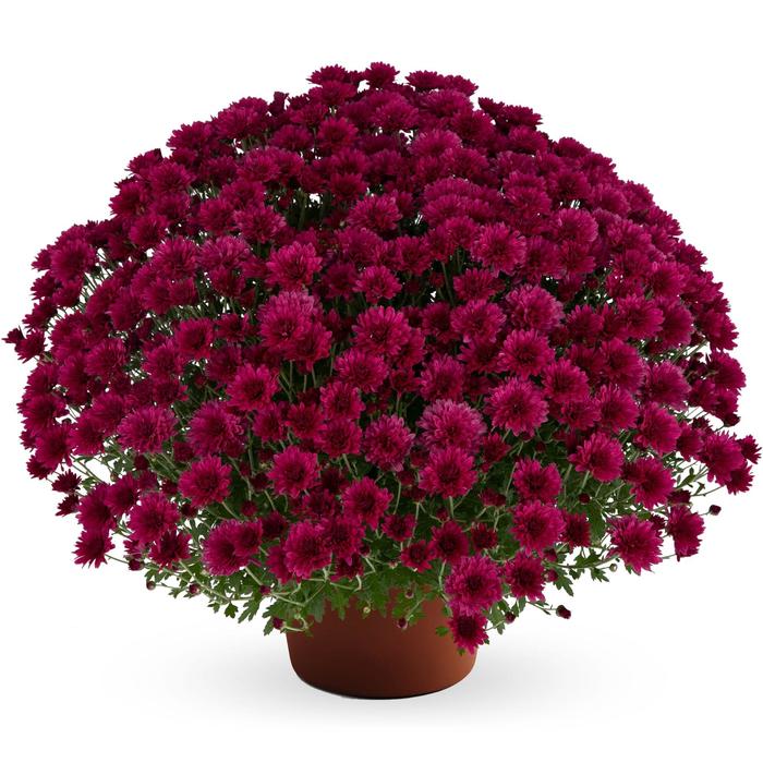 Elizabeth™ 'Dark Pink' - Chrysanthemum x morifolium (Garden Mum) from Milmont Greenhouses