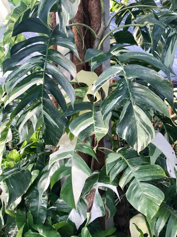 'Albo' Pothos - Epipremnum pinnatum from Milmont Greenhouses