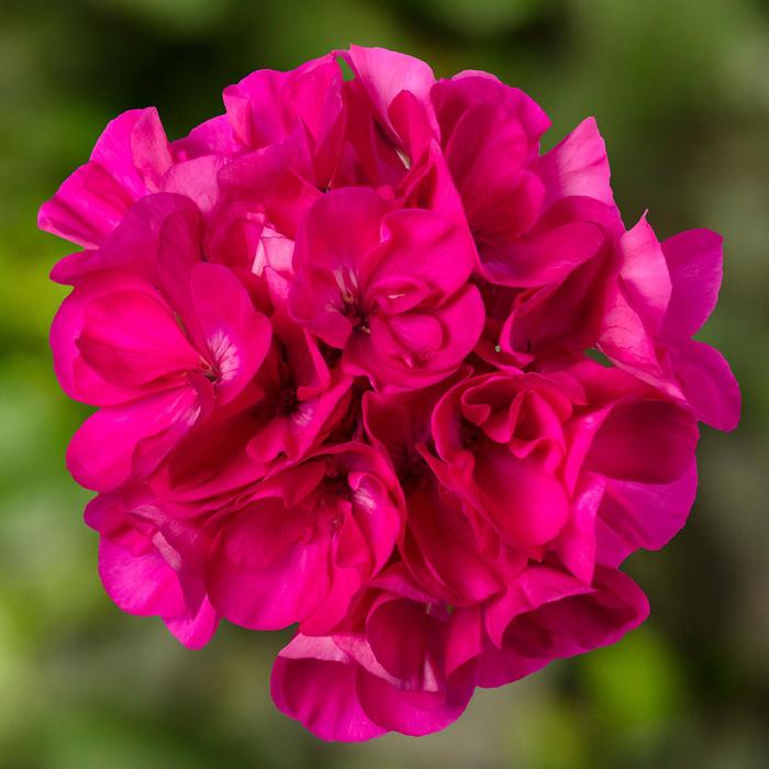 Mojo&trade; Dark Pink - Pelargonium (Interspecific Geranium) from Milmont Greenhouses