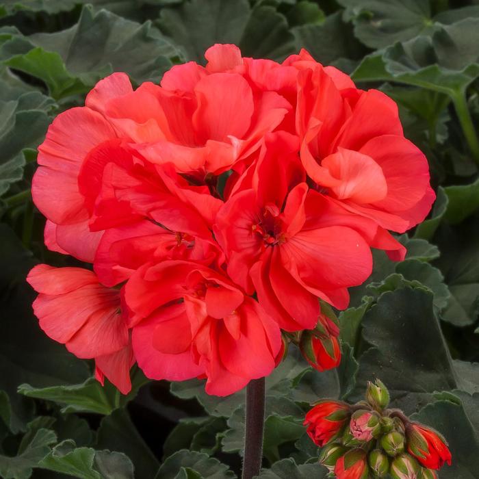 Mojo&trade; Salmon - Pelargonium (Interspecific Geranium) from Milmont Greenhouses