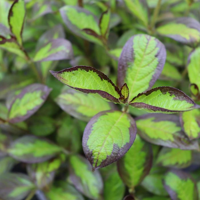 Vinho Verde™ - Weigela florida from Milmont Greenhouses