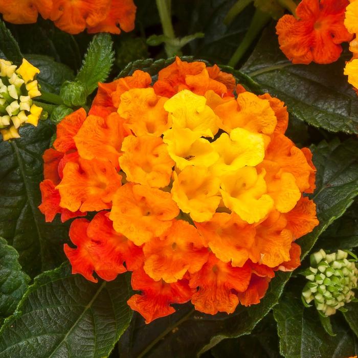 Bandolista&trade; Mango - Lantana camara from Milmont Greenhouses