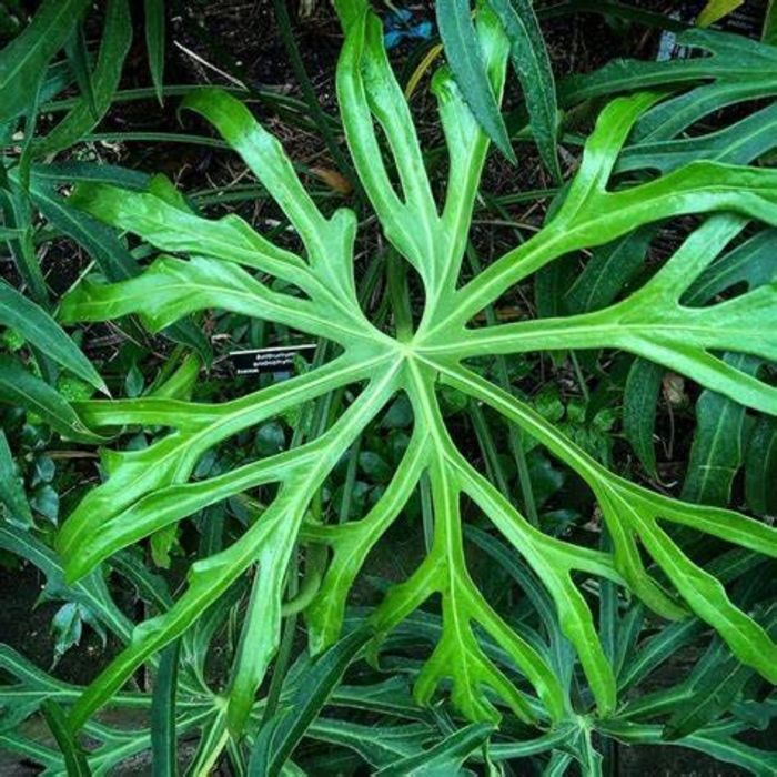 Anthurium - Anthurium podophyllum from Milmont Greenhouses