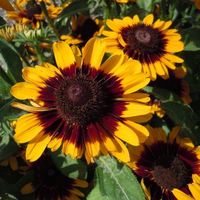 Sonora Black-eyed Susan - Rudbeckia hirta 'Sonora' (Black-eyed Susan) from Milmont Greenhouses Sonora Black-eyed Susan - Rudbeckia hirta 'Sonora' (Black-eyed Susan) from Milmont Greenhouses