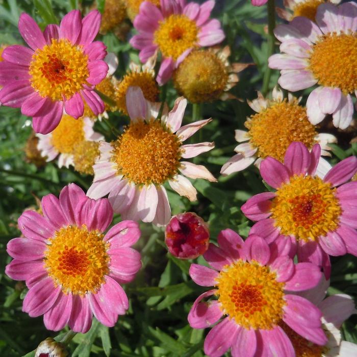 Lollies™ Pink Pez - Argyranthemum frutescens from Milmont Greenhouses