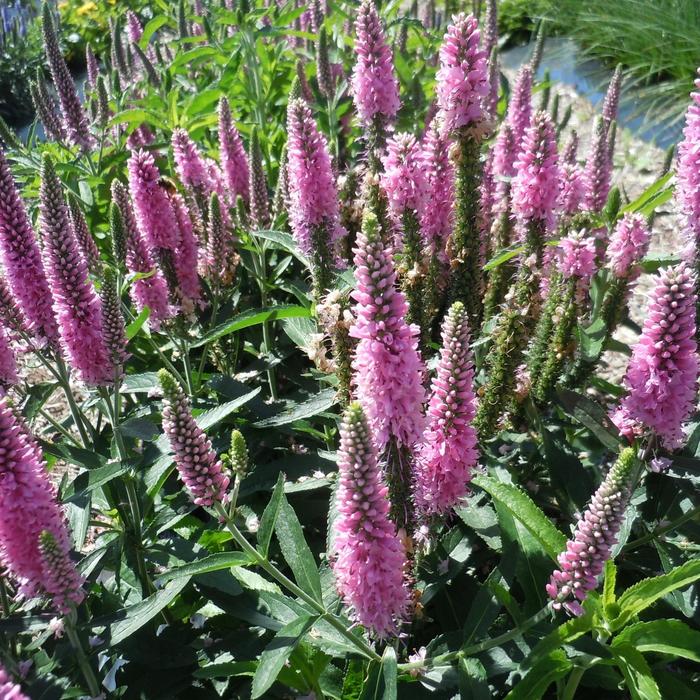Skyward&trade; 'Pink' - Veronica longifolia from Milmont Greenhouses