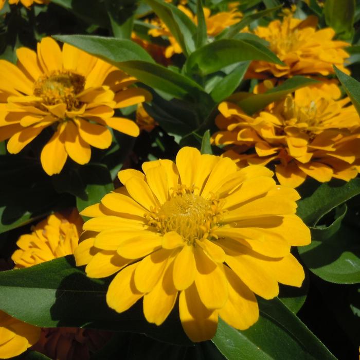Zesty&trade; 'Yellow' - Zinnia elegans from Milmont Greenhouses