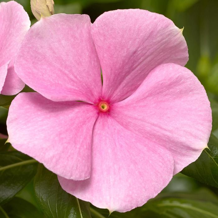 Cora&reg; XDR Light Pink - Catharanthus roseus (Vinca) from Milmont Greenhouses