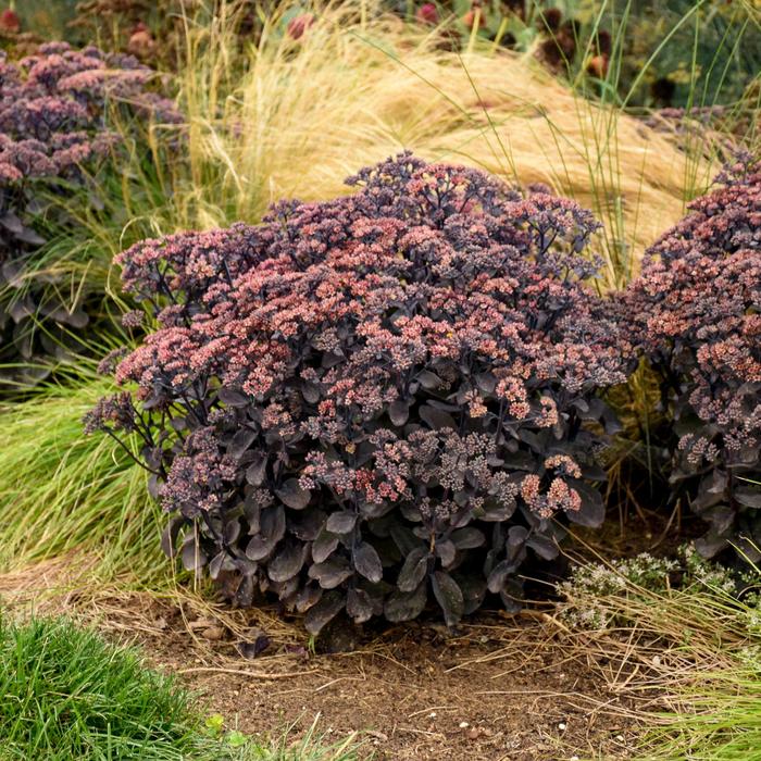 Rock 'N Grow&reg; 'Back in Black' - Sedum from Milmont Greenhouses