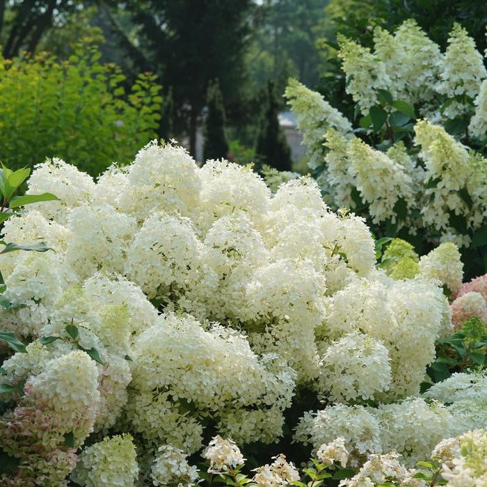Puffer Fish&reg; - Hydrangea paniculata from Milmont Greenhouses