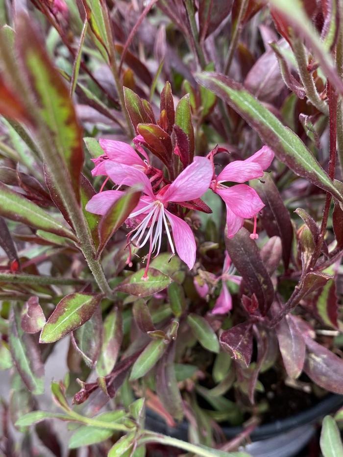 Siskiyou Pink Gaura - Gaura lindheimeri 'Siskiyou Pink' (Gaura) from Milmont Greenhouses Siskiyou Pink Gaura - Gaura lindheimeri 'Siskiyou Pink' (Gaura) from Milmont Greenhouses