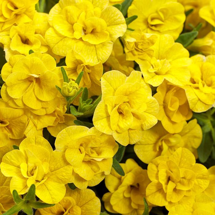 Superbells® 'Double Yellow' - Calibrachoa (Double Calibrachoa) from Milmont Greenhouses