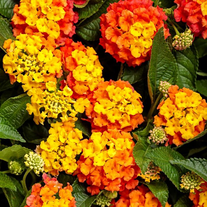 Luscious&reg; 'Basket Tangelo&trade;' - Lantana camara from Milmont Greenhouses