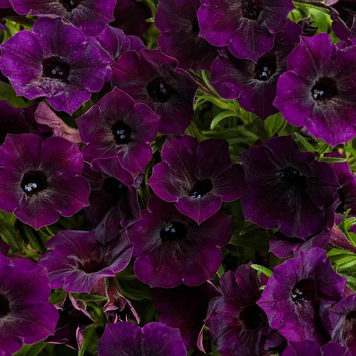 Supertunia Mini Vista&reg; 'Midnight' - Petunia from Milmont Greenhouses