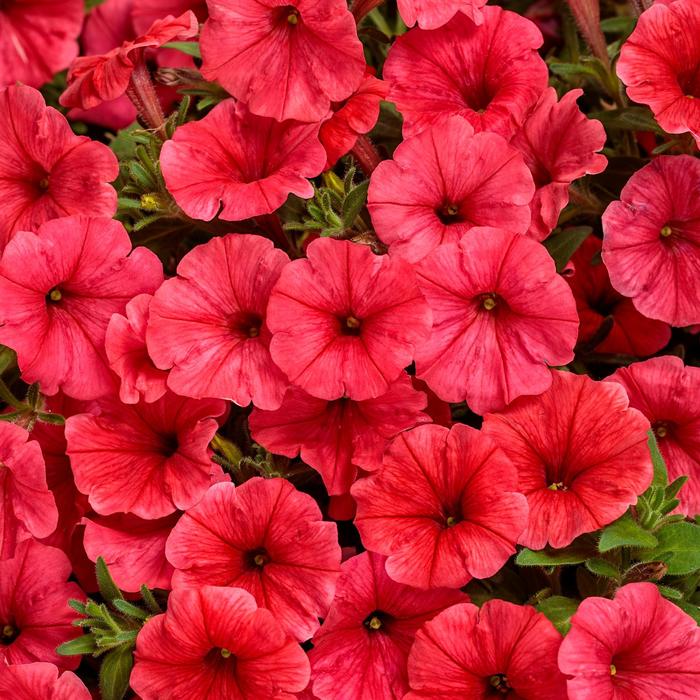 Supertunia Mini Vista&reg; Scarlet - Petunia from Milmont Greenhouses
