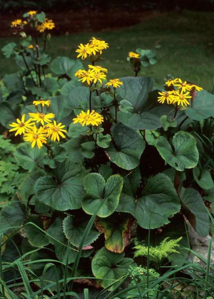 Desdemona Bigleaf Ligularia - Ligularia dentata 'Desdemona' (Bigleaf Ligularia) from Milmont Greenhouses Desdemona Bigleaf Ligularia - Ligularia dentata 'Desdemona' (Bigleaf Ligularia) from Milmont Greenhouses