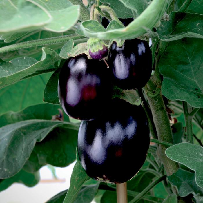 'Pot Black' Pot Black Eggplant - Solanum melongena from Milmont Greenhouses 'Pot Black' Pot Black Eggplant - Solanum melongena from Milmont Greenhouses