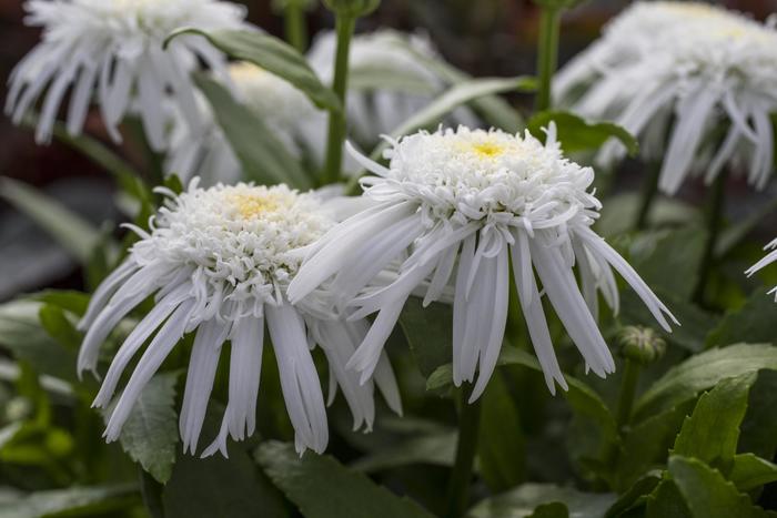 'Carpet Angel&reg;' Shasta Daisy - Leucanthemum x superbum from Milmont Greenhouses