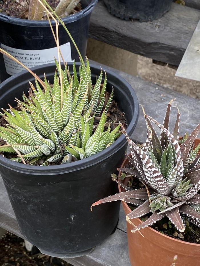 Zebra Plant - Haworthia fasciata from Milmont Greenhouses