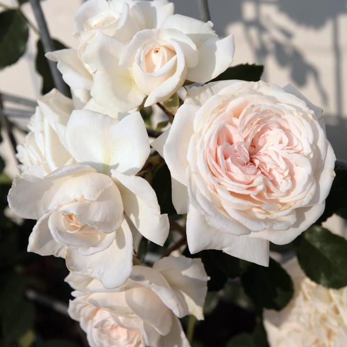 Arborose&reg; 'Honeymoon&trade;' - Rosa (Climbing Rose) from Milmont Greenhouses