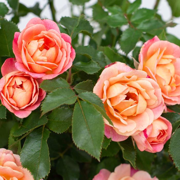 Sunblaze&reg; Peach - Rosa (Rose) from Milmont Greenhouses