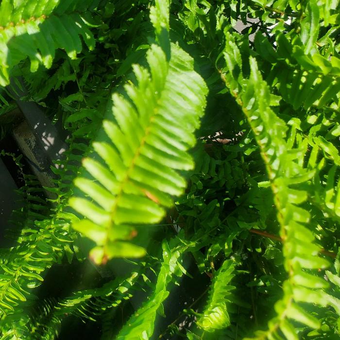Boston Fern - Nephrolepis exaltata (Boston Fern) from Milmont Greenhouses Boston Fern - Nephrolepis exaltata (Boston Fern) from Milmont Greenhouses